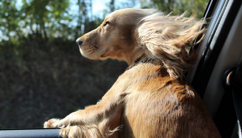 car sickness in dogs