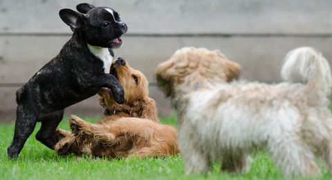 car sickness in dogs