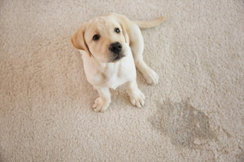 Tamponi per pipì per cani anziani