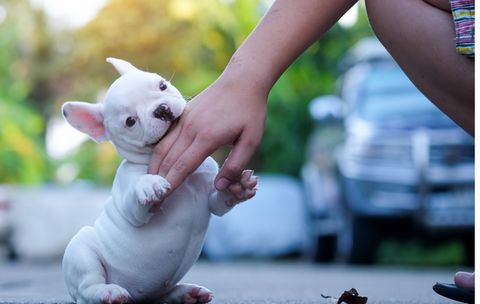 How to Stop a Puppy from Biting