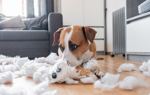 puppy destroying home