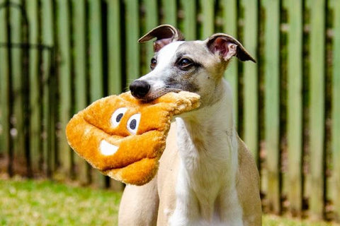 Why Do Dogs Eat Their Own Poop 