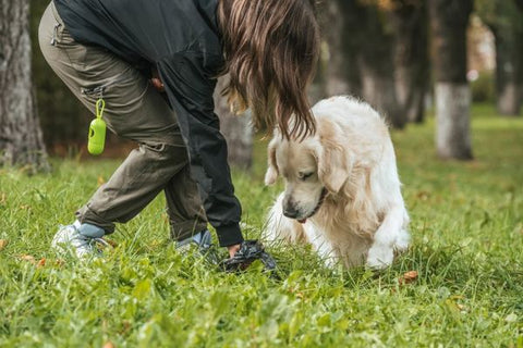 Why Do Dogs Eat Their Own Poop 