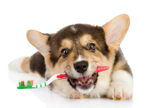 Types of Dental Disease in Dogs