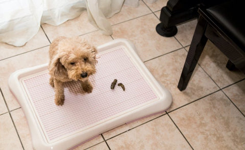 Washable Puppy Pads