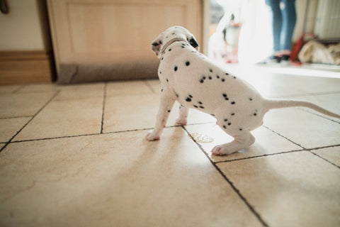 Pee Pads for Small Dogs