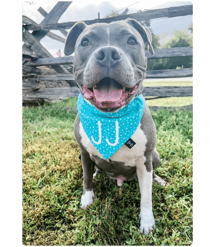 Dog Bandanas