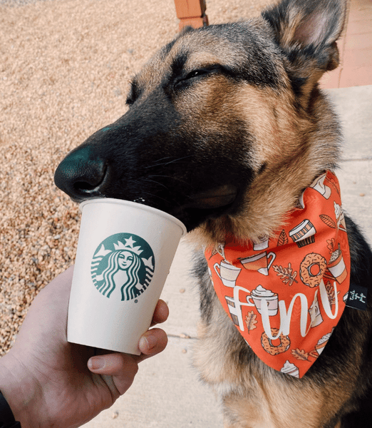 Go on a Starbucks run for a puppuccino 