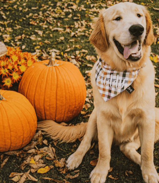 Take your pup to a pumpkin patch
