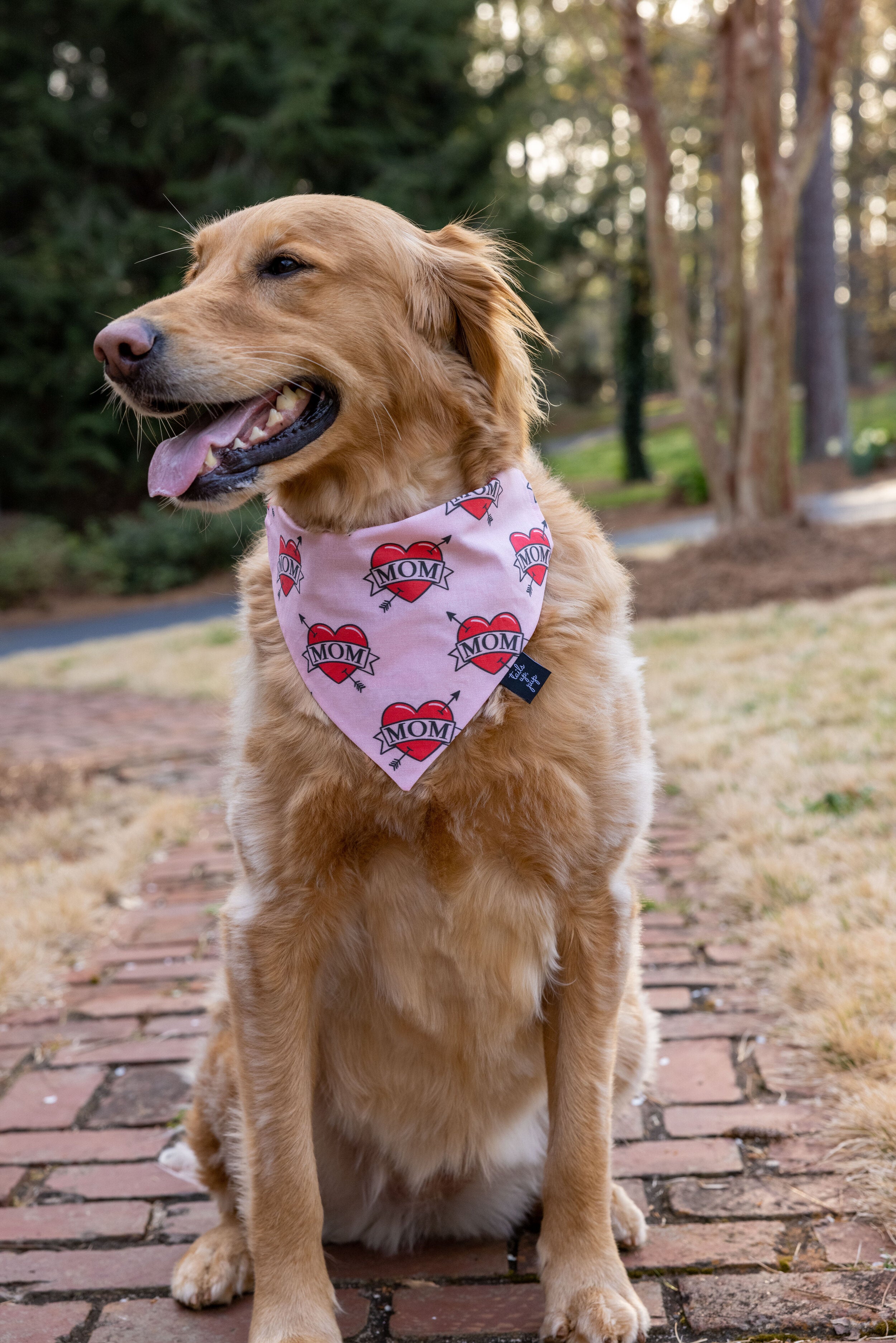 Cleveland Browns Dog Bandana Dawgs Gotta Eat 