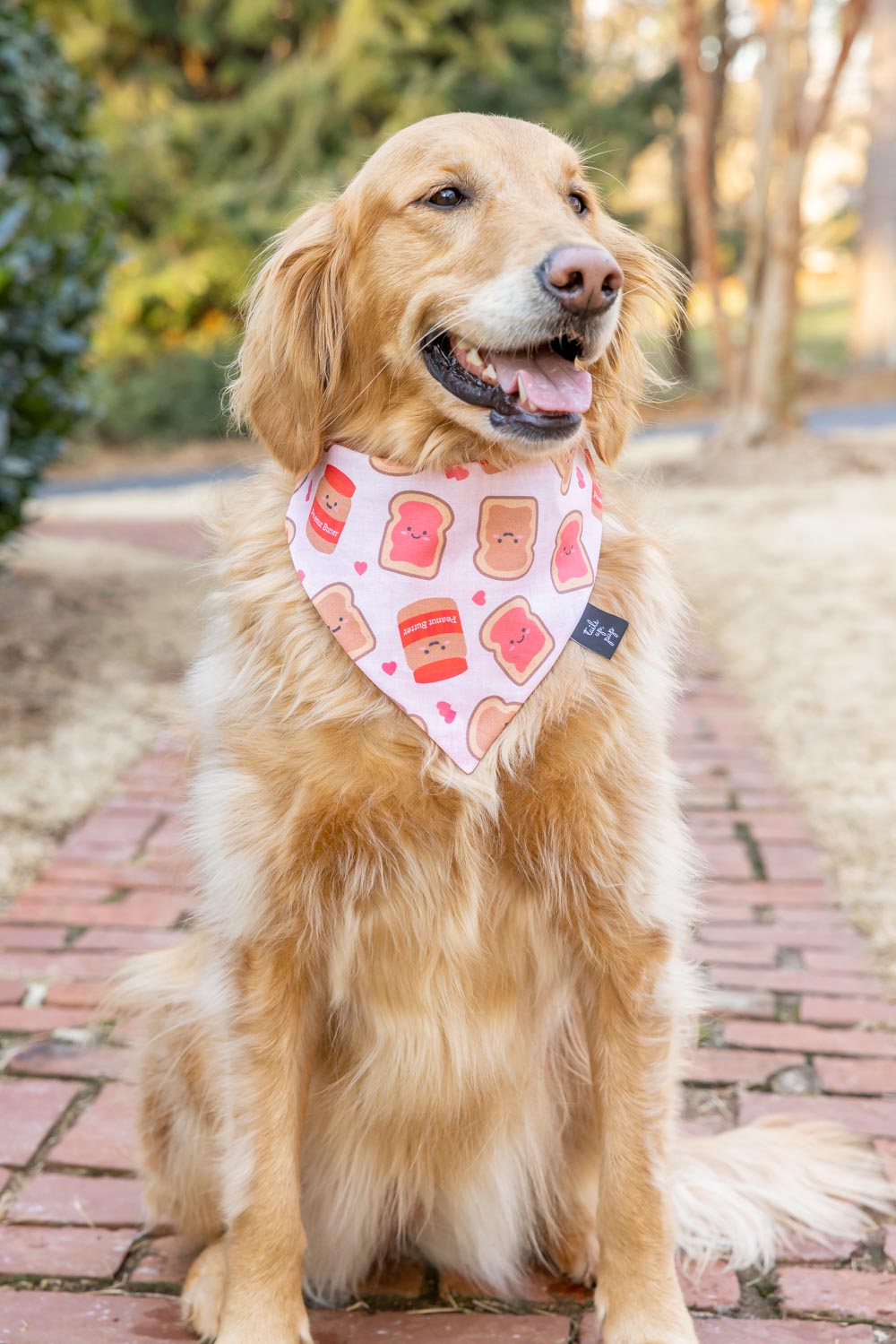 can dogs have peanut butter and jelly