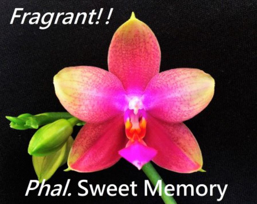 Flask - Phalaenopsis Sweet Memory – Orchids-R-Us