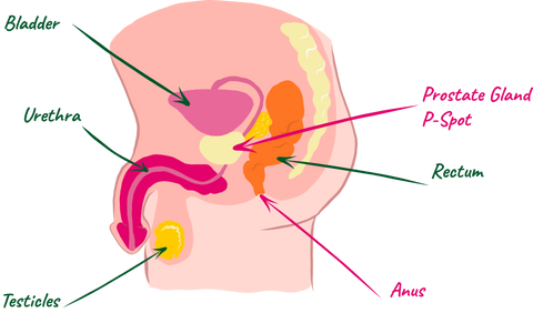 An illustrated diagram of male genitalia