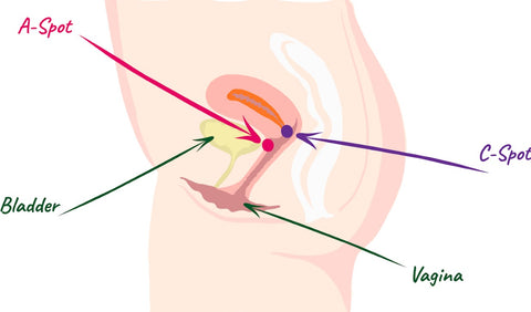 An illustrated diagram of female genitalia