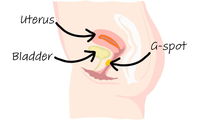 A diagram highlighting the G-spot, the bladder and the uterus - Sh! Women's Store 