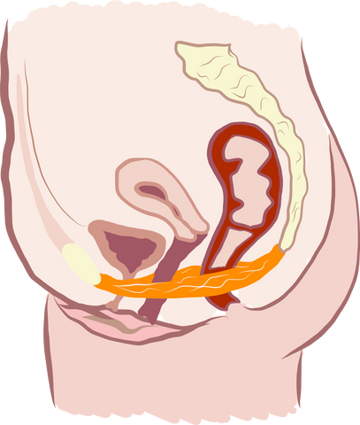 An illustrated diagram of the pelvic floor on a female body