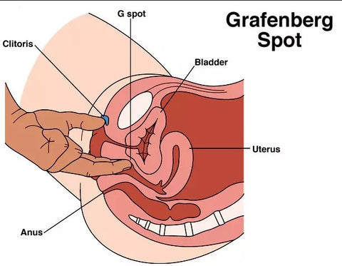 An illustrated diagram of the G-spot