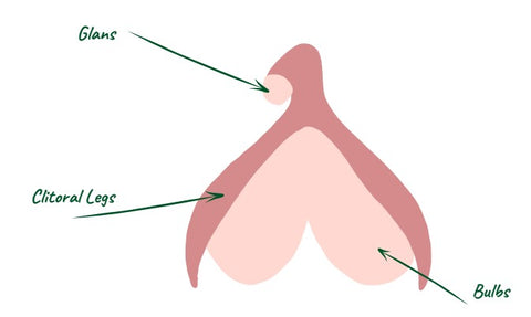 An illustration of the internal clitoris