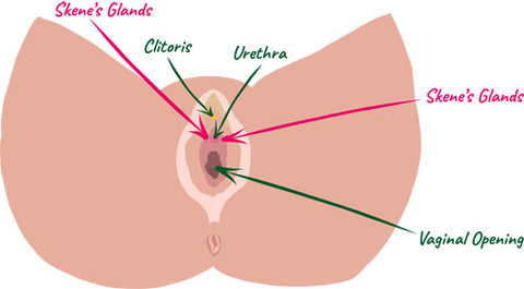 Vulva illustration showing clitoris, vaginal opening, skene glands and anus - sh! Women's Store