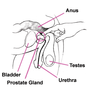An illustration of a finger highlighting the prostate 