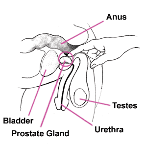 Prostate illustration - Sh! Women's Store