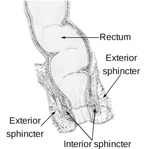 a diagram of the rectum