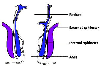 anal sphincters illustrations - Sh! Women's Store