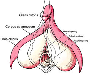 anatomical diagram of the Clitoris