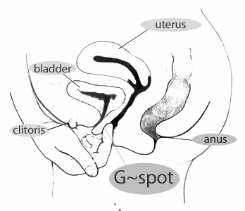 A b;ack & white diagram of the G-spot 