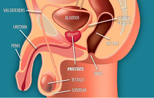 Male G-Spot - where is it?