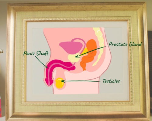 an illustrated diagram of the male pelvis