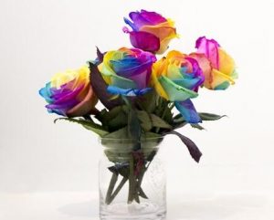 rainbow roses