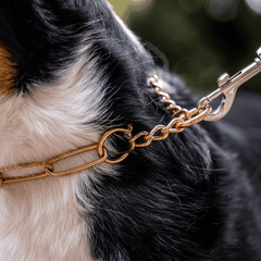 curogan chain dog collar with assembly chain