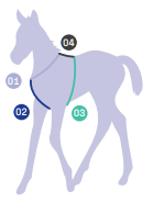 foal harness size chart visual