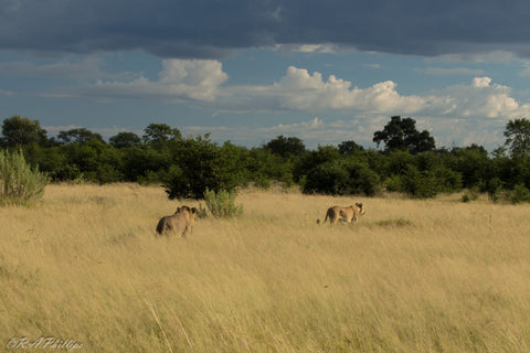 Cassette Sunglasses supports Africa Conservation Adventure