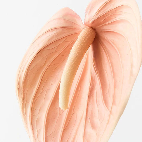 Anthurium Blush (74cml)