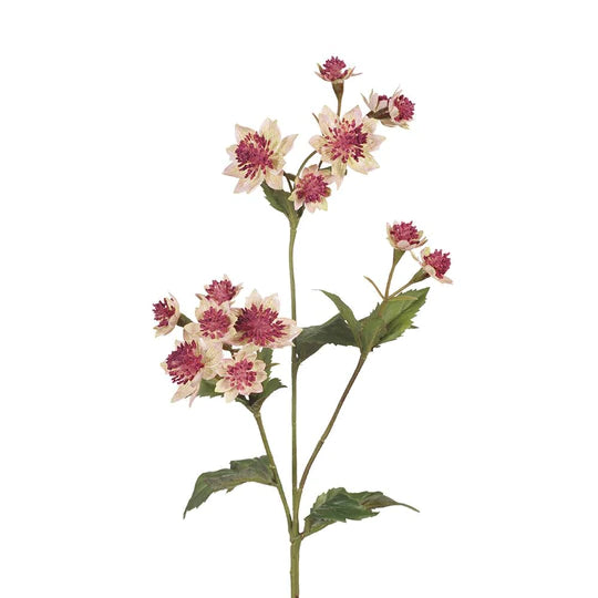 Astrantia Spray Pink Green 49cml