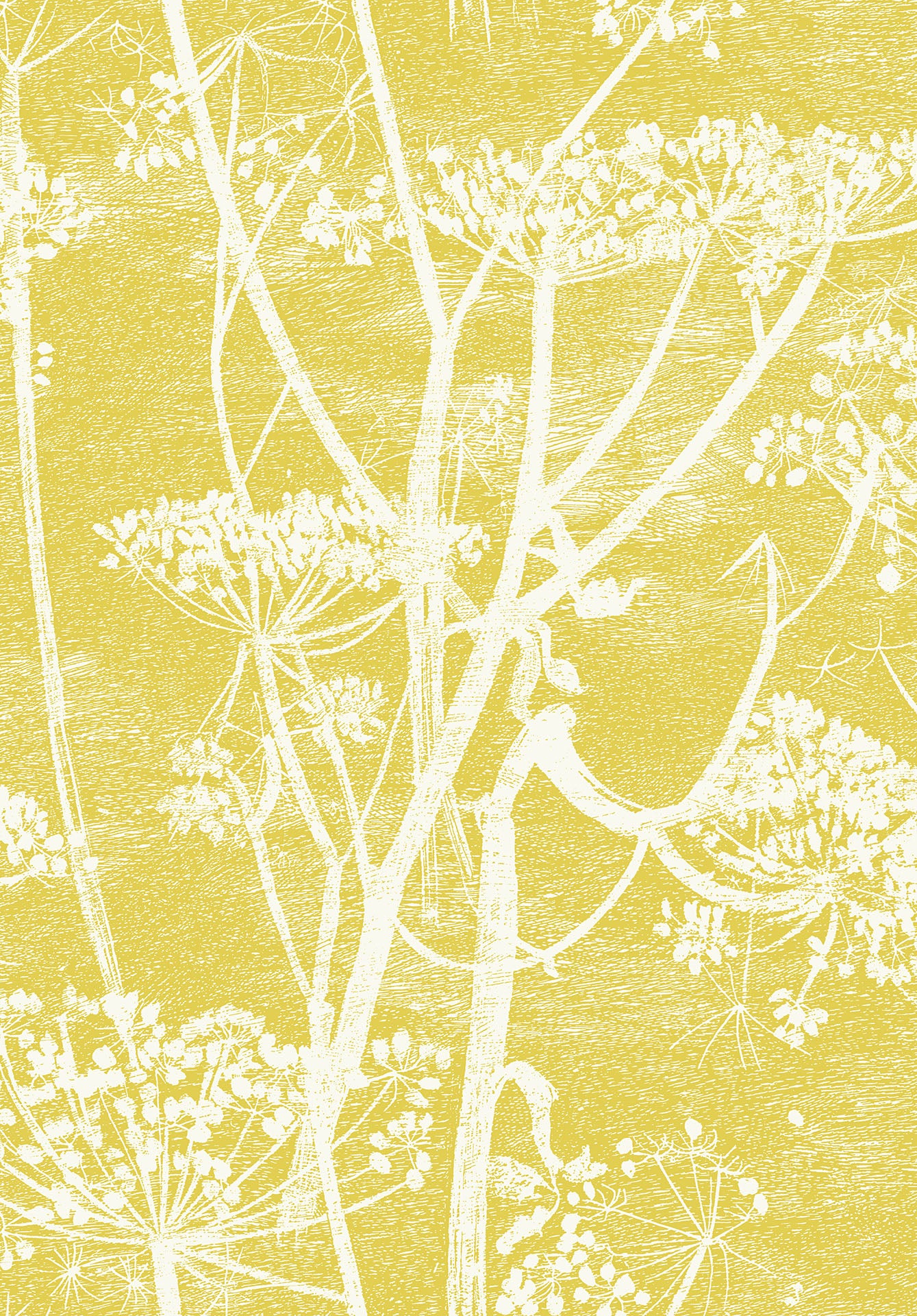 Cow Parsley - Cole & Son