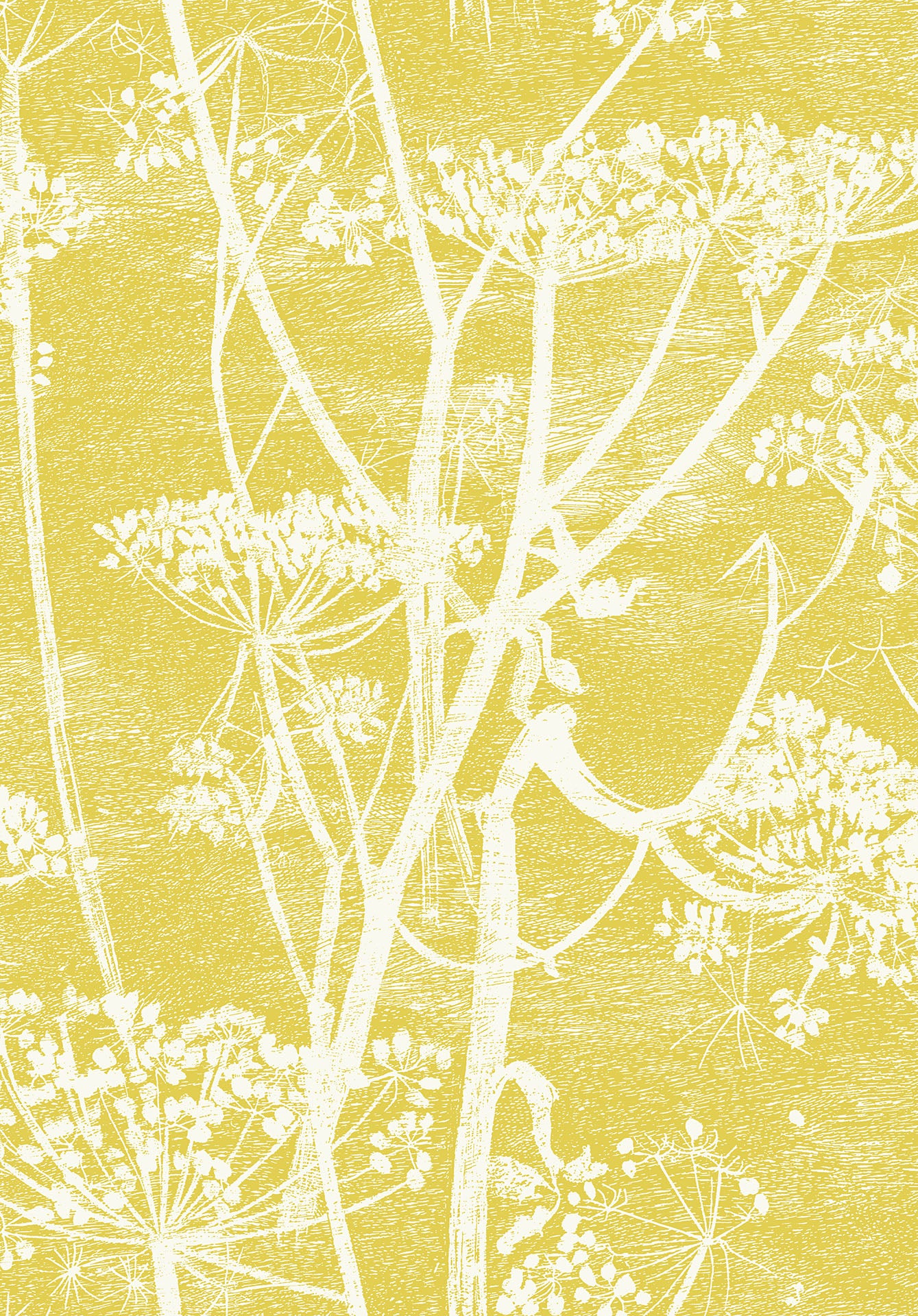 66/7048 | Cole and Son Wallpaper | Cow Parsley | Wallcovering