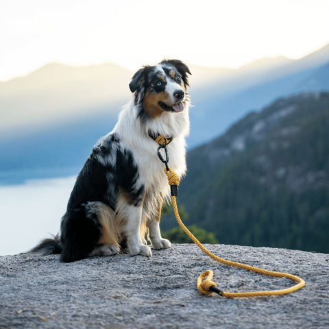 Dog with dog leash sitting on a rock