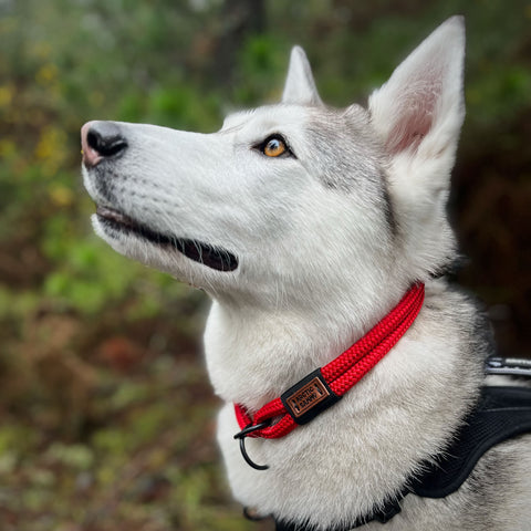 Husky wearing a Martingale Dog Collar