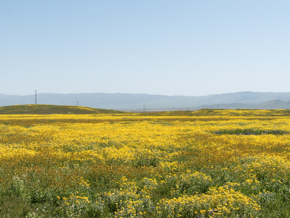 carrizo plain national monument desert overland supply