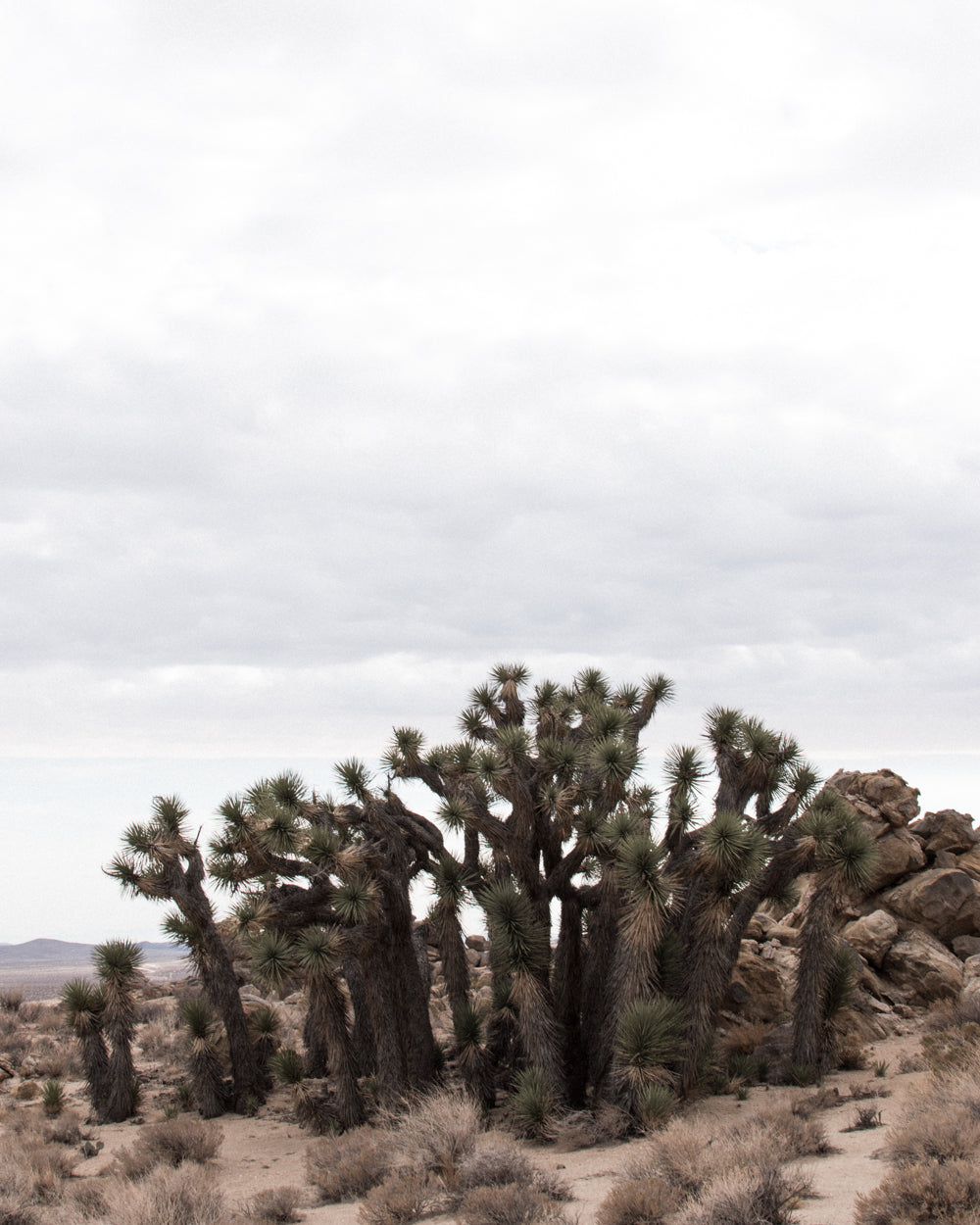 desert overland supply horse bird canyon