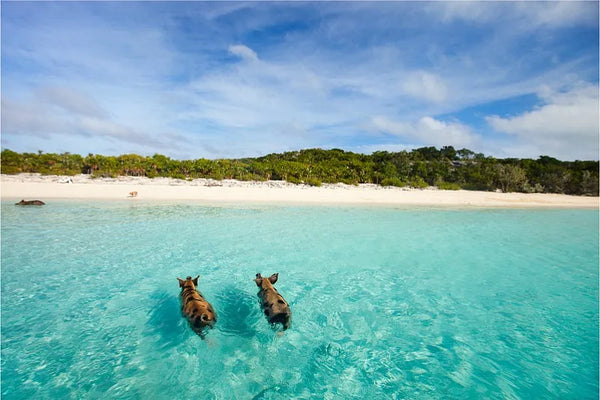 Pig Beach