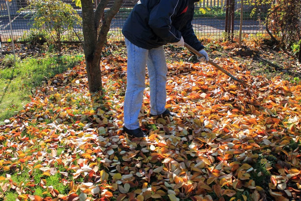 A man raking leaves in the fall.