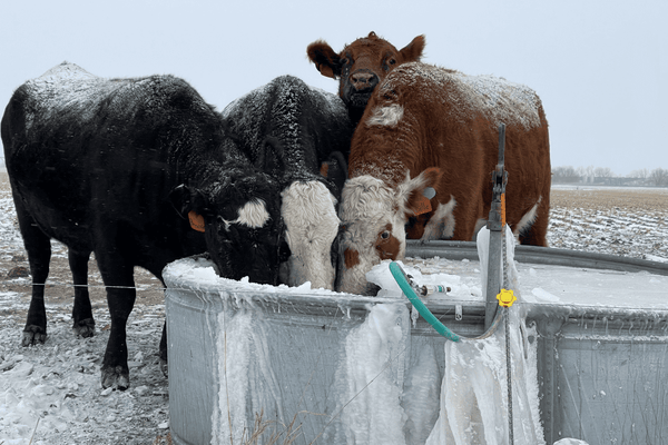 Cows gathered around a frozen water trough, drinking water.