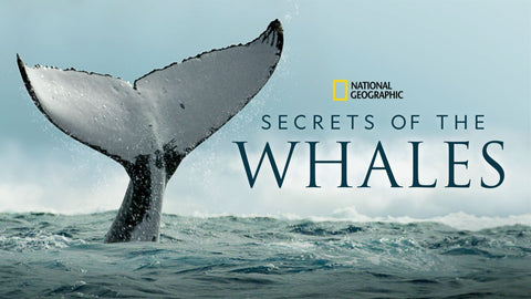 Secrets of the Whales National Geographic documentary series streaming on Disney+
