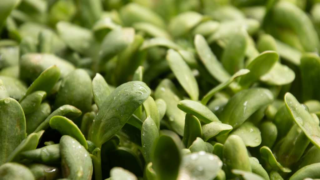 A bed of luscious microgreens