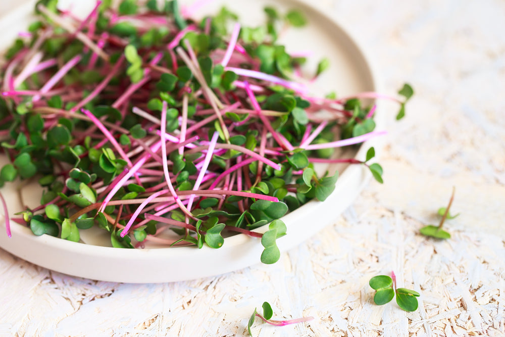 Plate of radish microgreens