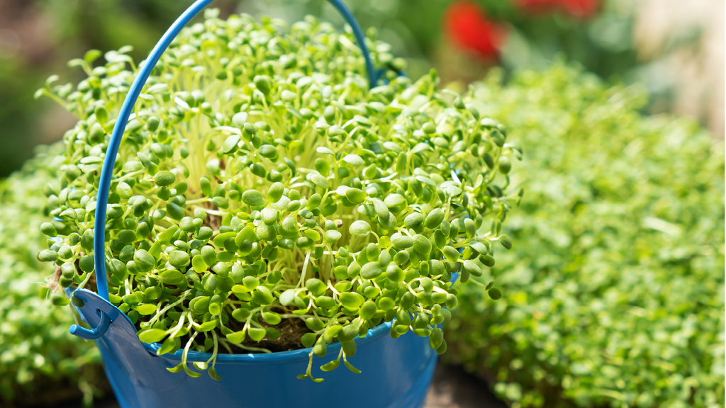 Basket of microgreens